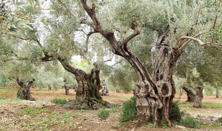 Bugün tüm dünya da Zeytin Ağacı Günü kutlanıyor