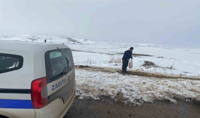 Bünyan Belediyesinden sokaktaki hayvanlarına yardım eli