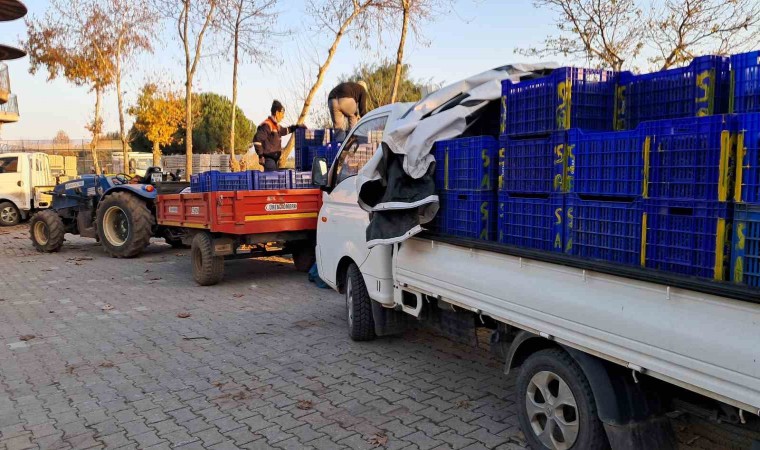 Bursada zeytin üreticilerinin Tarım Kredi çilesi