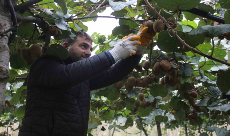 Çarşamba Ovasında kivi hasadına başlandı