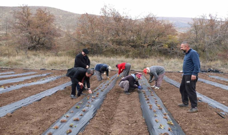 Çilek yetiştiriciliği projesiyle 20 dönüm alana 100 bin fide dikildi