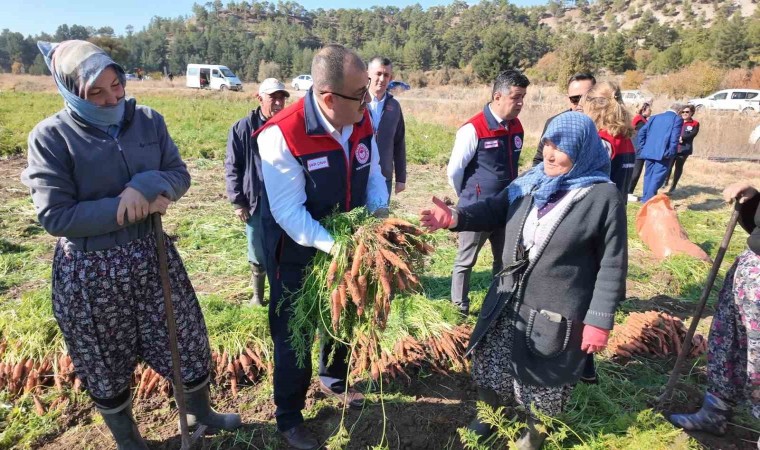 Denizlide bu yıl 5 bin ton havuç hasat edilecek