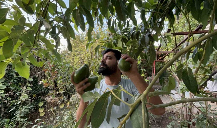 Deprem bölgesinde bereketli hasat: Avokado tarlada tanesi 20 TLden alıcı buluyor