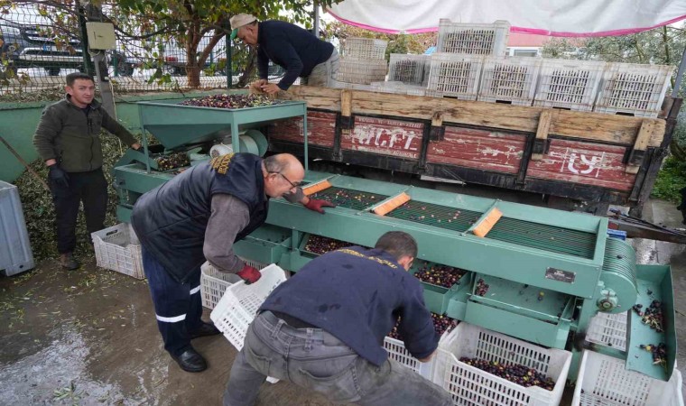 Edremit Körfezindeki zeytin işletmelerinde elek mesaisi başladı