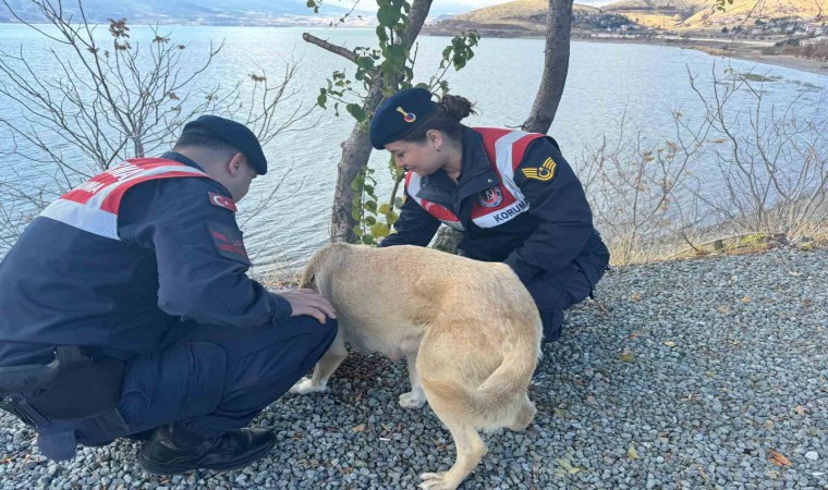 Elazığda jandarma ekipleri sokak hayvanlarını unutmadı