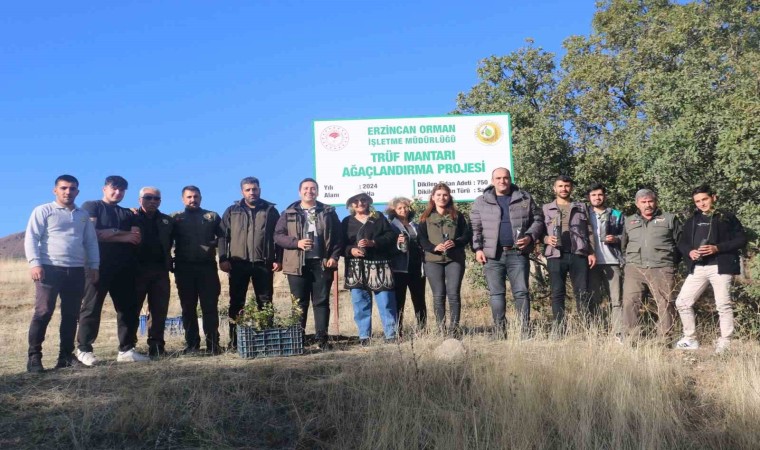 Erzincanda ilk defa trüf mantarı ormanı oluşturuldu