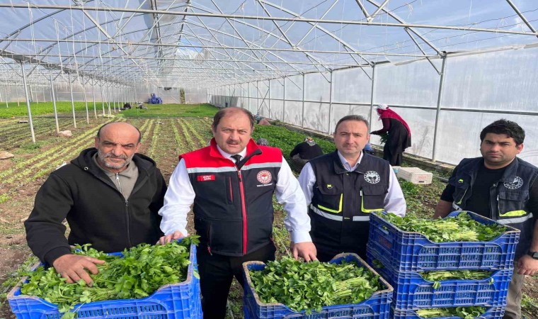 Erzincanda kışlık sebze hasadı başladı