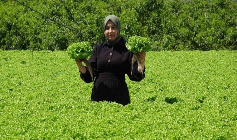 Erzincanda marul hasadı başladı