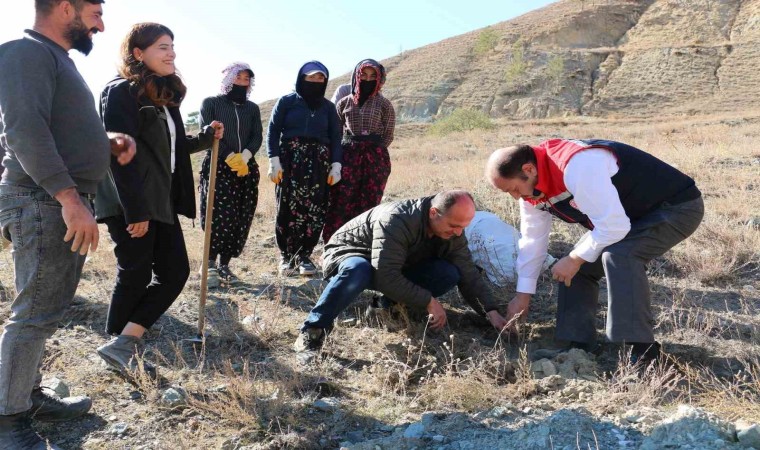 Erzincanda Tuz Çalısı Ormanı kuruldu