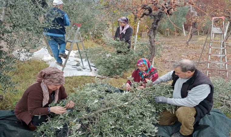 Eskişehirde çiftçiler dönümden 2 ton zeytin aldı, yüzleri güldü