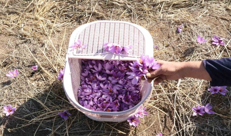 Eskişehirde safran hasadı gerçekleştirildi