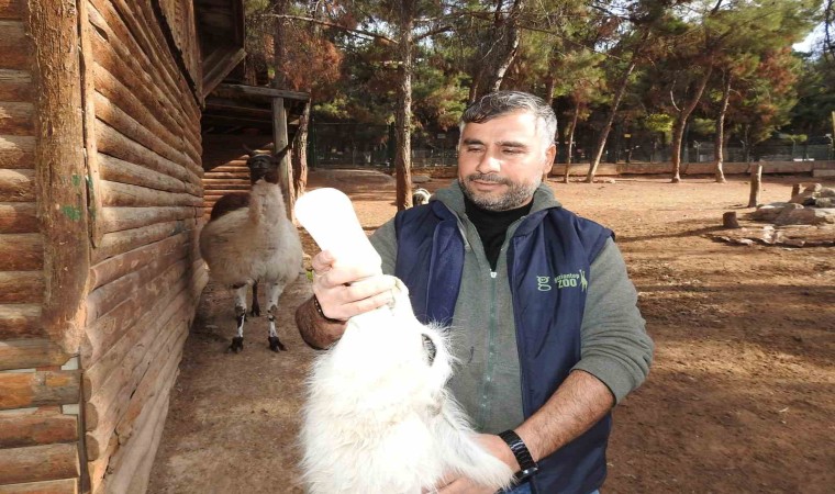 Gaziantep Zoo Parkında bin 100 doğum sevinci yaşandı