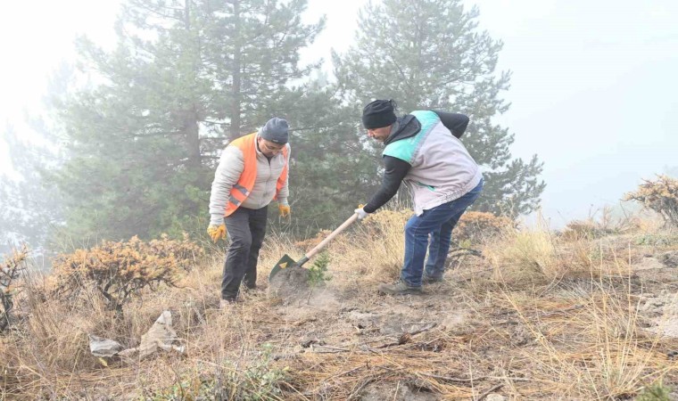 Isparta Belediyesi Gölcük Tabiat Parkında fidanlar toprakla buluşturuldu