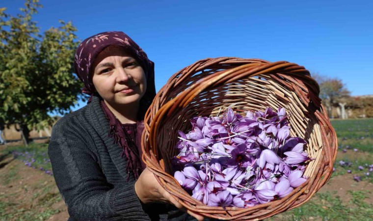 Kadın girişimcinin safran üretimi bölgeye örnek oldu: 300 bin liralık ürün gramla satılıyor