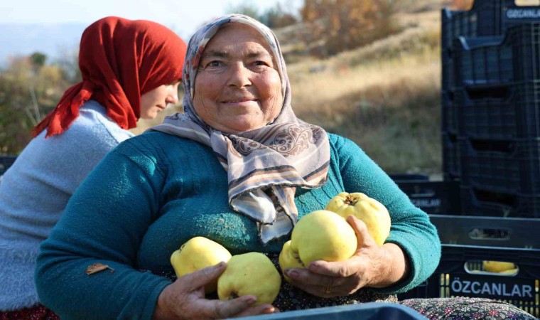 Kahramanmaraşta ayva hasadı