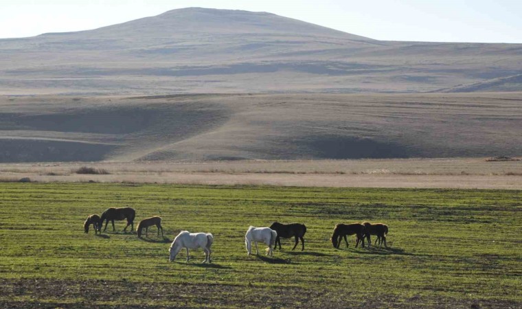 Karsta yılkı atları görüntülendi