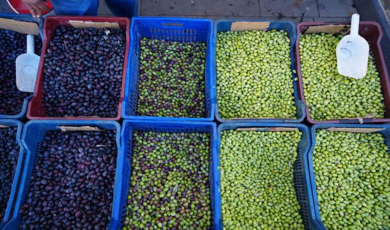 Kiliste yerli sofralık zeytin tezgahlarda yerini aldı