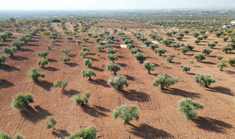 Kiliste zeytin hasadı başladı