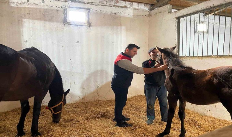 Kırklarelinde safkan atlar aşılandı