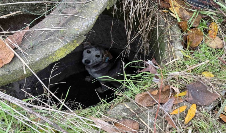 Kuyuya düşerek mahsur kalan sokak köpeğinin yardımına itfaiye koştu