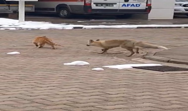 Mahallenin maskotu tilki ‘Boncuk ile kedinin oyunu kameralara yansıdı