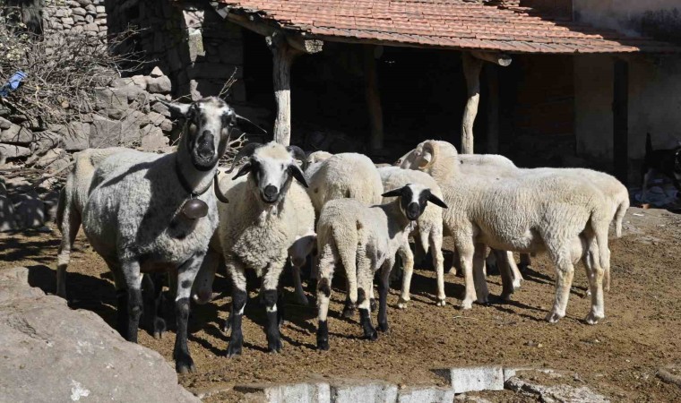 Manisada ‘Mavi Dil hastalığıyla mücadelede ediliyor