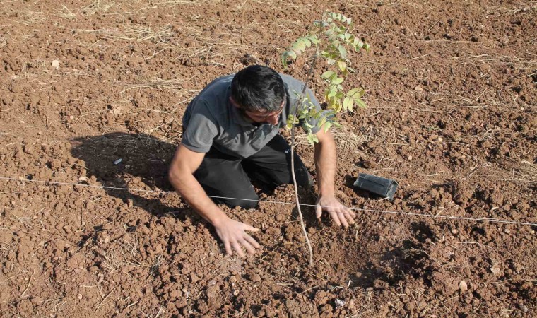 Mardinde fıstık ağaçları toprakla buluşturuldu