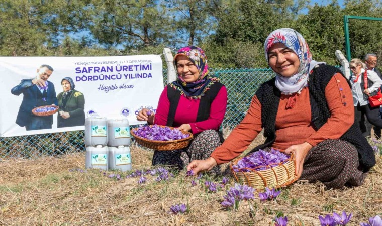 Mersin Yenişehirde safran üretimi 4. yılına girdi