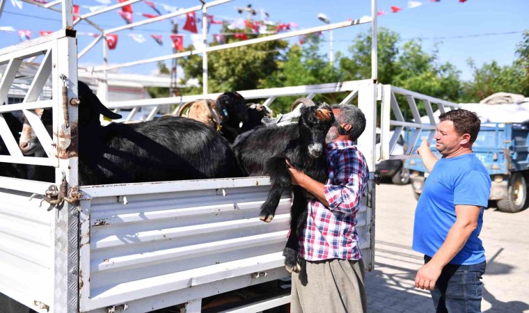 Mersinde 5 yılda 300 üreticiye 7 bin 500 küçükbaş hayvan desteği