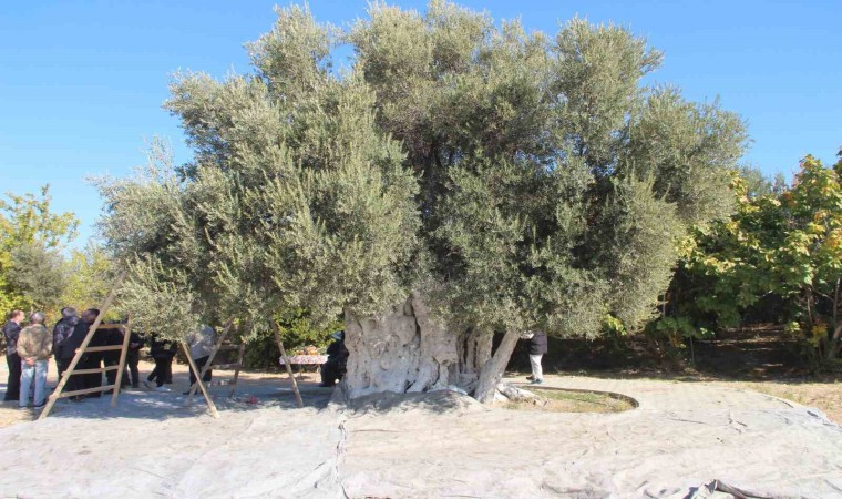 Mersinde bin 300 yıllık zeytin ağacından hasat yapıldı