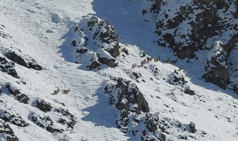 Munzur Dağlarında göç yoluna koyulan yaban keçileri görüntülendi