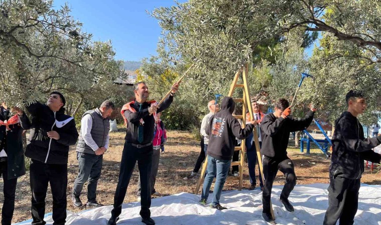 Öğrenciler okul bahçesinde zeytin hasadı yaptı