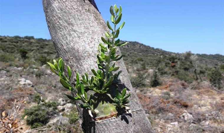 Samsunda 11 hektarlık alanda yabani zeytin aşılaması yapıldı