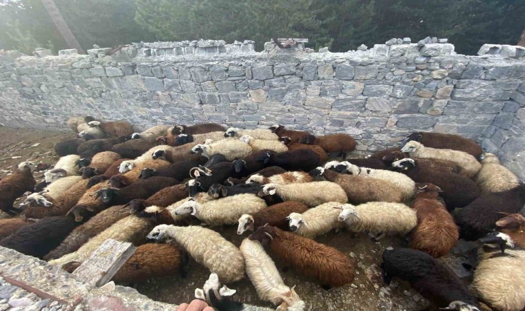 Sarıkamışta maskeli hırsızlar tarafından çalınan hayvanlar bulundu