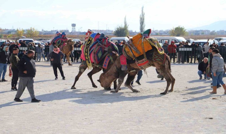 Saruhanlıda deve güreşleri festivaline büyük ilgi