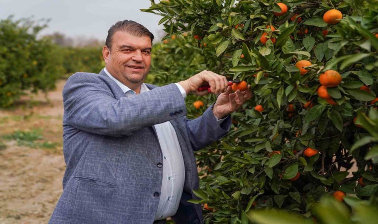 Seferihisarda Mandalina Şenliği heyacanı