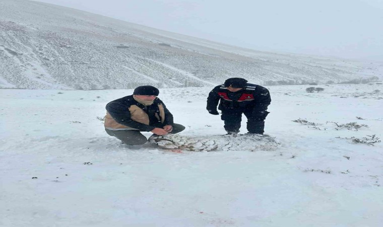 Soğuk ve tipi nedeniyle 200 küçükbaş dağda telef oldu