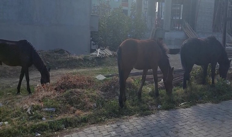 Tekirdağ sokaklarında bu kez başıboş atlar gezintide