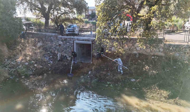 Tescilli Ağaç Topluluğu bölgesi temizlendi