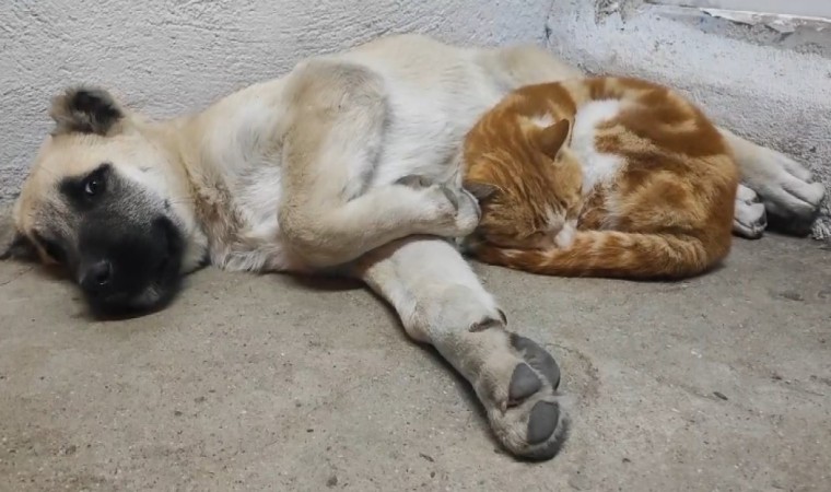 Tuncelide kedi ve köpeklerin sevimliği dostluğu