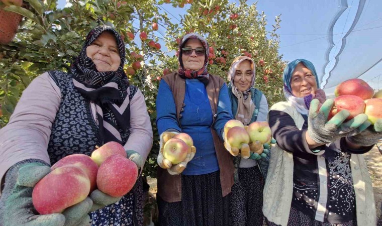 Türkiyenin elma deposunda son hasat yapılıyor