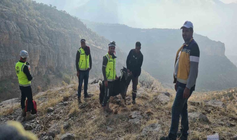 Uçurumda mahsur kalan keçiyi ERKUT ekipleri kurtardı