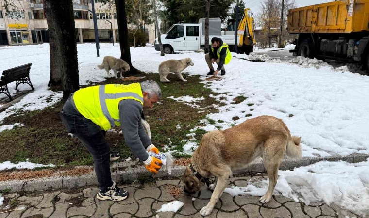 Ünyede sokak hayvanlarına 23 ayda 24 ton mama verildi