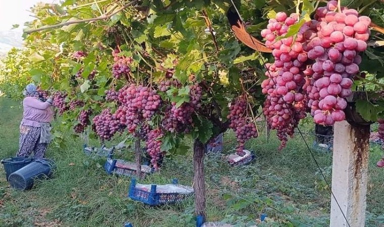 Üzüm diyarı Sarıgölde Red Globbe üzümde hasat devam ediyor