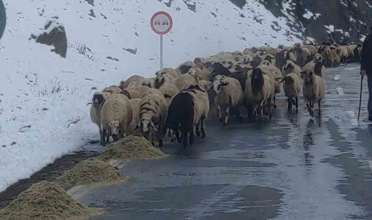 Vanda besicilerin zorlu kış mesaisi başladı