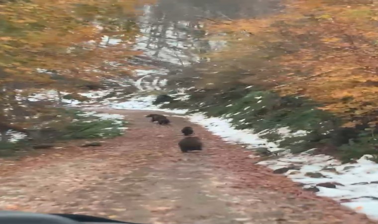 Yalovada boz ayı ve 3 yavrusu kameralara takıldı