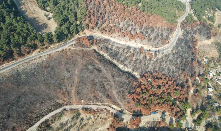 Yanan alanlar yeniden yeşillendiriliyor