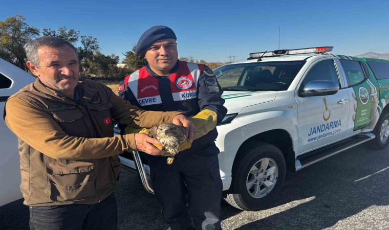 Yaralı boz şahin jandarma tarafından kurtarıldı