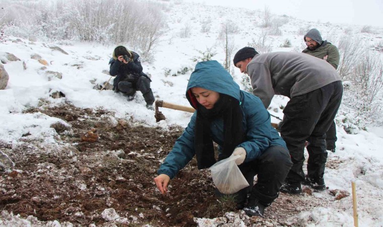 Yitik Türk lalesi gurbetten Amasyaya 45 bin tohumla döndü