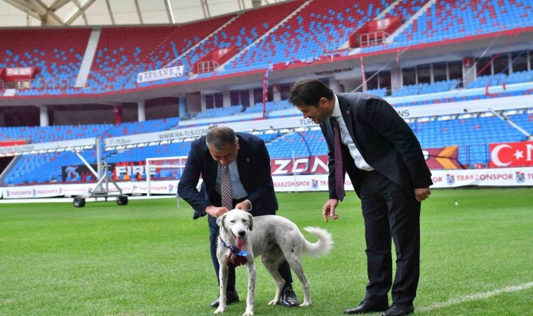 ‘Zibidi Trabzonspora transfer oldu, ismi Fırtına olarak değişti